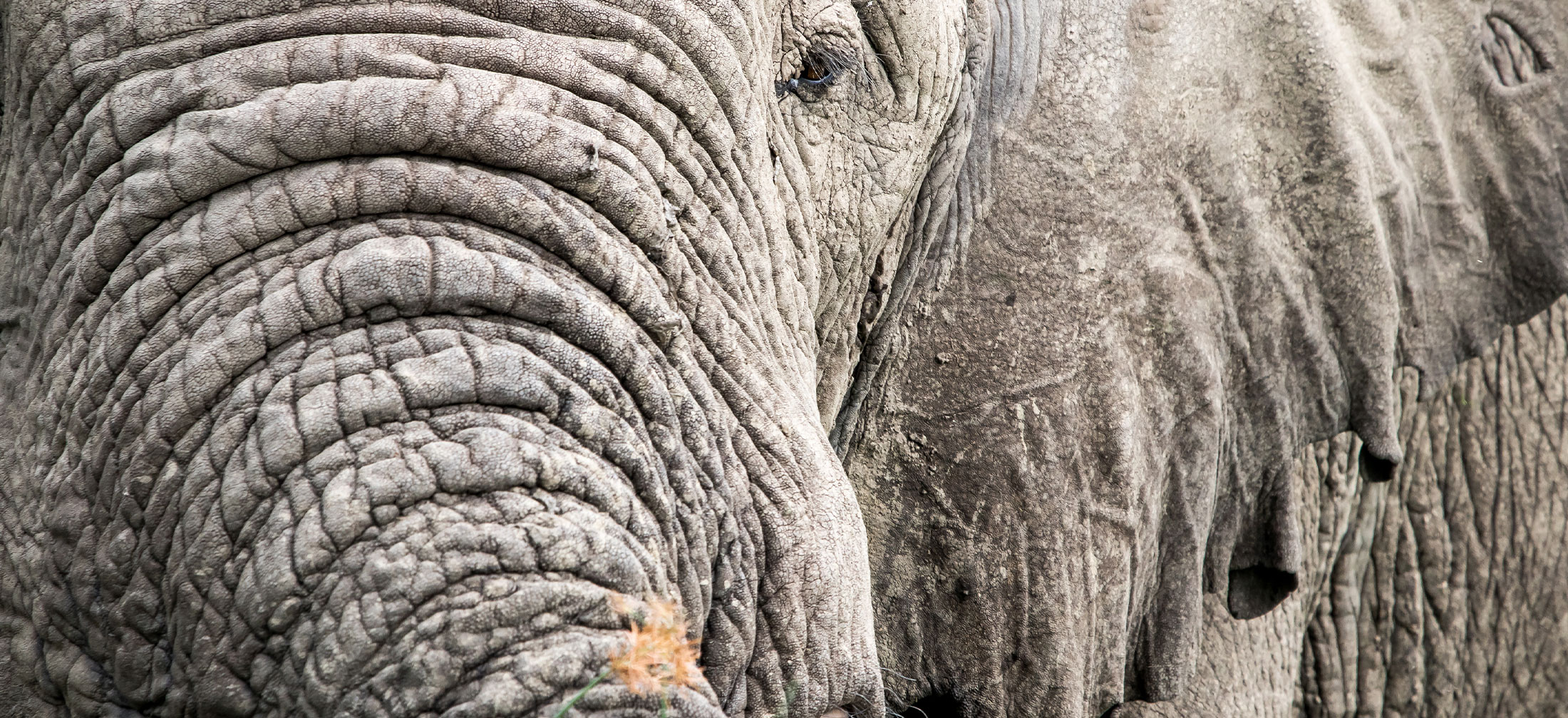 extreme closeup of an elephant